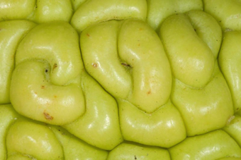 Multiple fruit- close up of the mature ovaries from individual flowers of the Maclura inflorescence [Moraceae]
